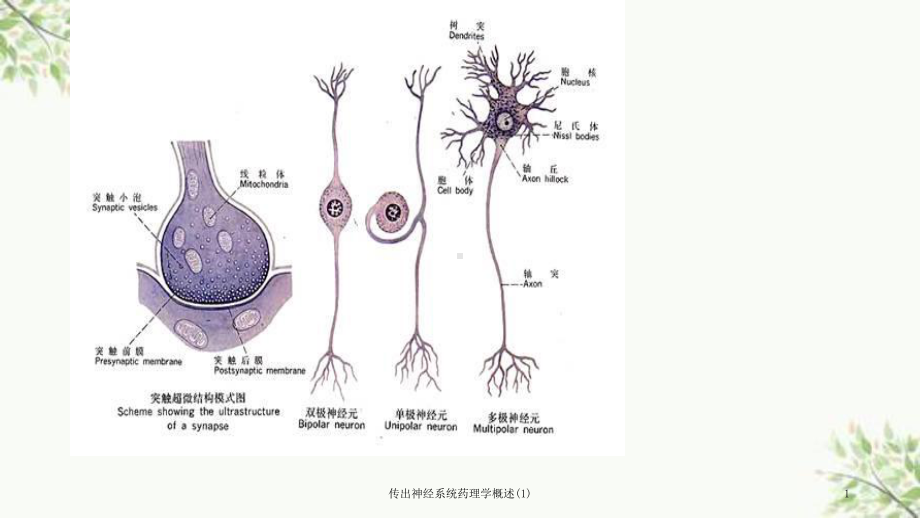 传出神经系统药理学概述课件1.ppt_第1页