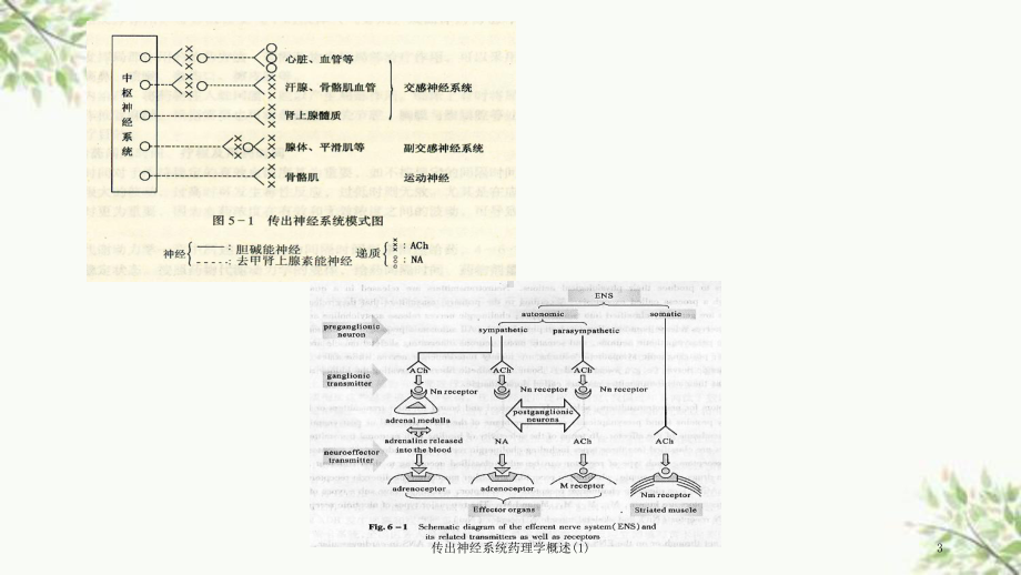 传出神经系统药理学概述课件1.ppt_第3页