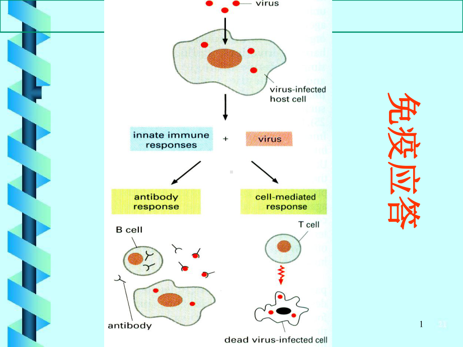 免疫应答主题医学知识课件.ppt_第1页