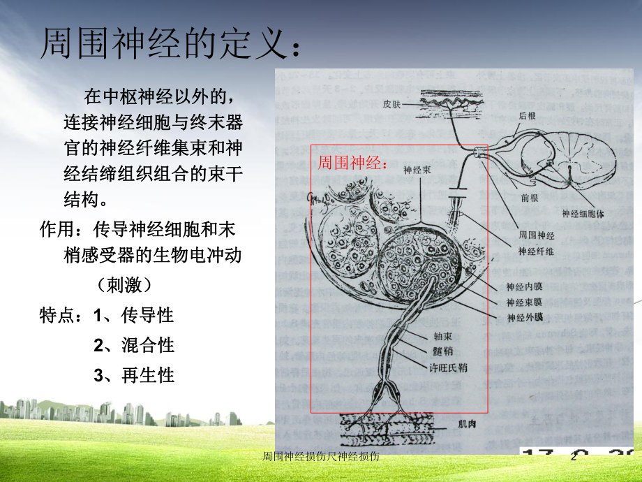 周围神经损伤尺神经损伤培训课件.ppt_第2页