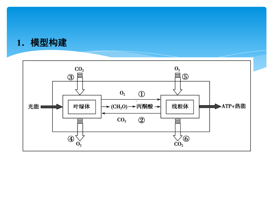 光合作用和细胞呼吸综合题型专训课件.ppt_第2页