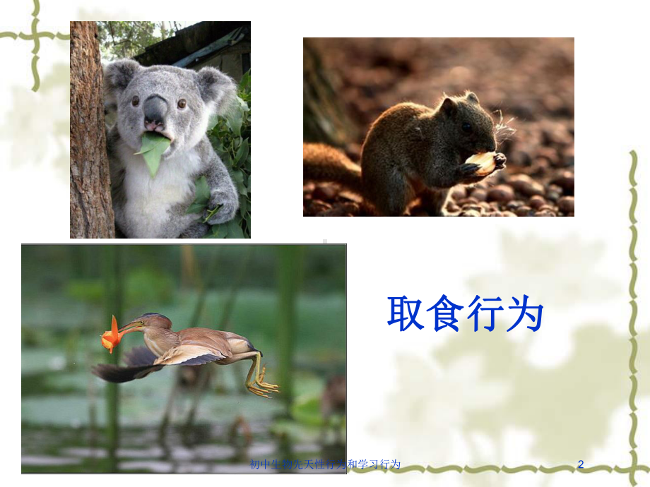 初中生物先天性行为和学习行为培训课件.ppt_第2页