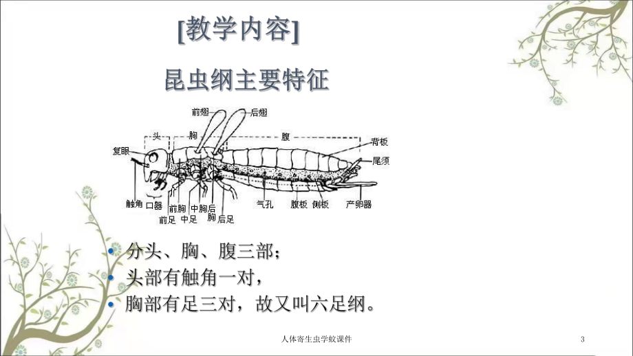 人体寄生虫学蚊课件.ppt_第3页