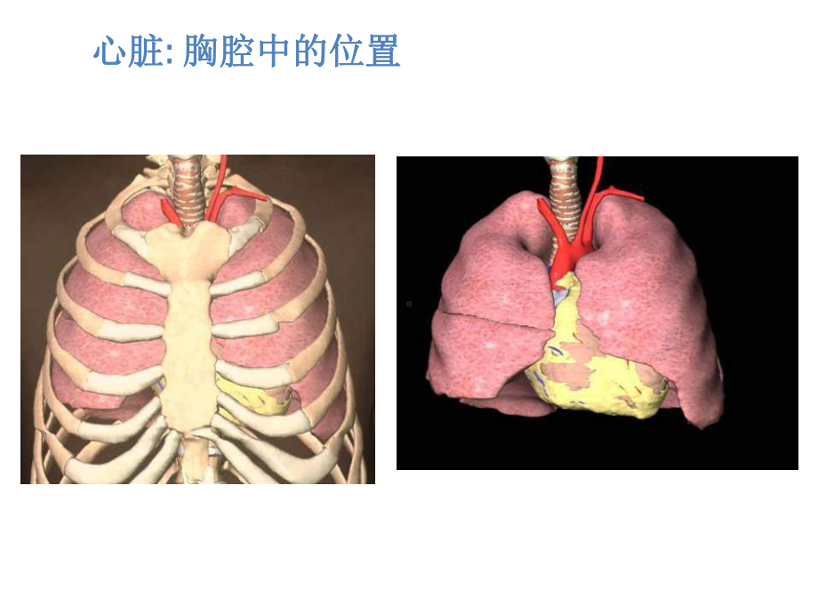 冠状动脉粥样硬化性心脏病基础知识课件.ppt_第3页