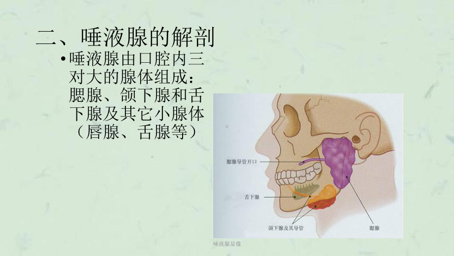 唾液腺显像课件.ppt_第3页