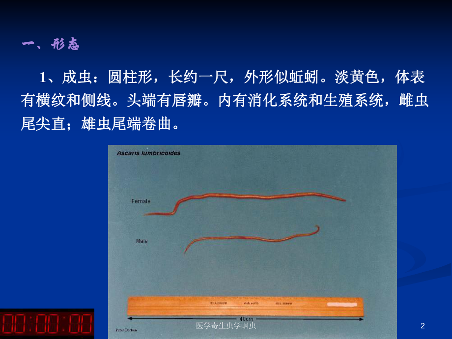 医学寄生虫学蛔虫课件.ppt_第2页