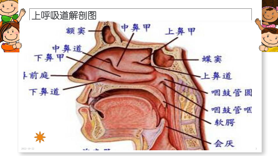 小儿上呼吸道感染龚娅婷课件.ppt_第3页