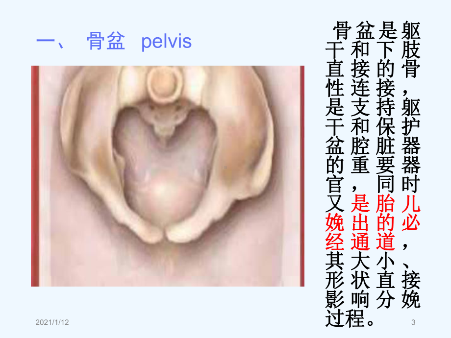 妇产科生理解剖课件.ppt_第3页