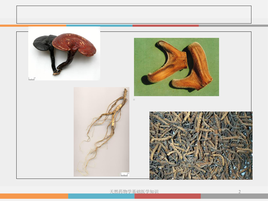 天然药物学基础医学知识培训课件.ppt_第2页