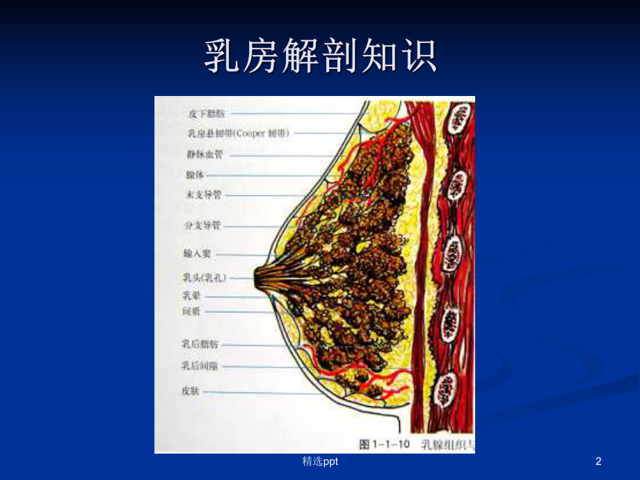 乳腺X线图片诊断课件.ppt_第2页