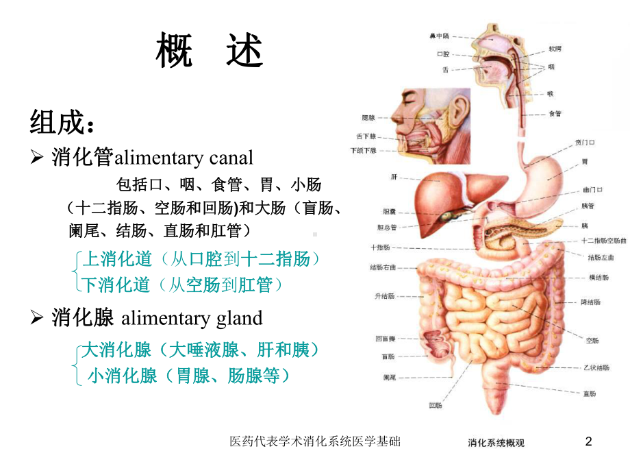 医药代表学术消化系统医学基础课件.ppt_第2页