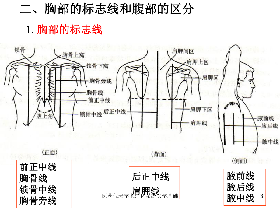 医药代表学术消化系统医学基础课件.ppt_第3页