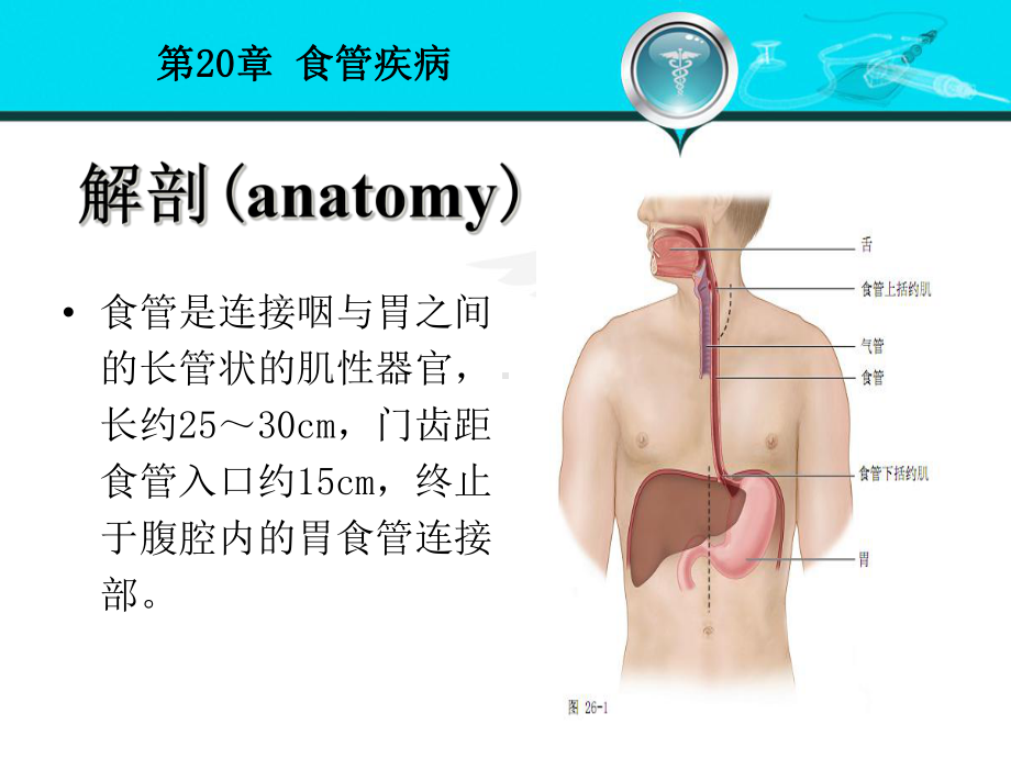 医学食管疾病医学培训课件.ppt_第3页