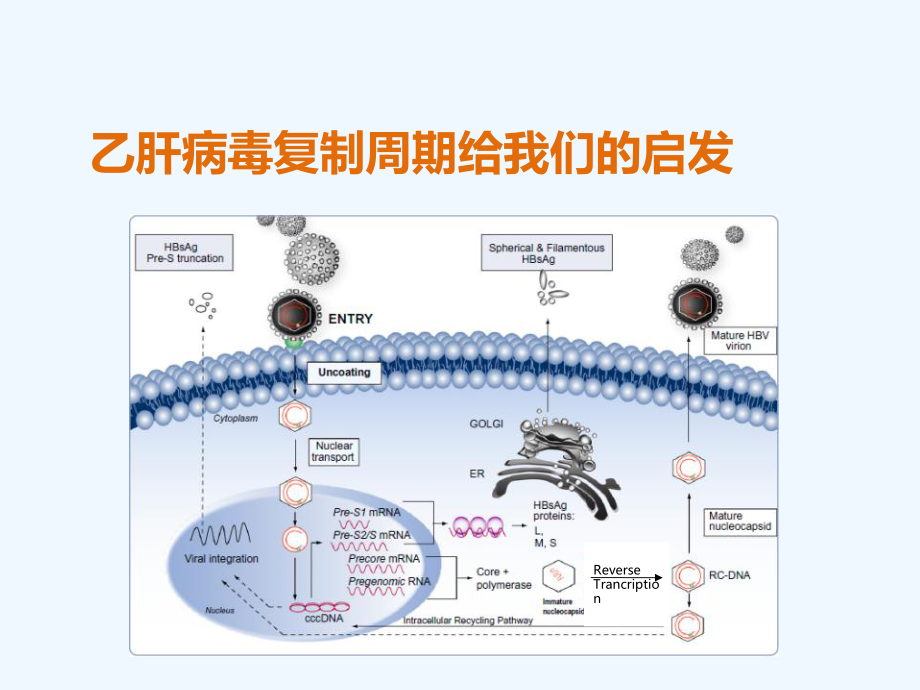 分子诊断在乙肝诊疗中应用讲诉课件.ppt_第3页