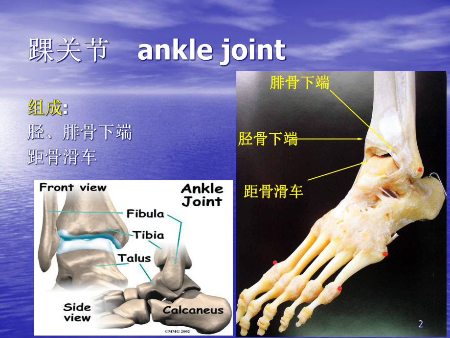 全踝关节置换术课件.ppt_第2页