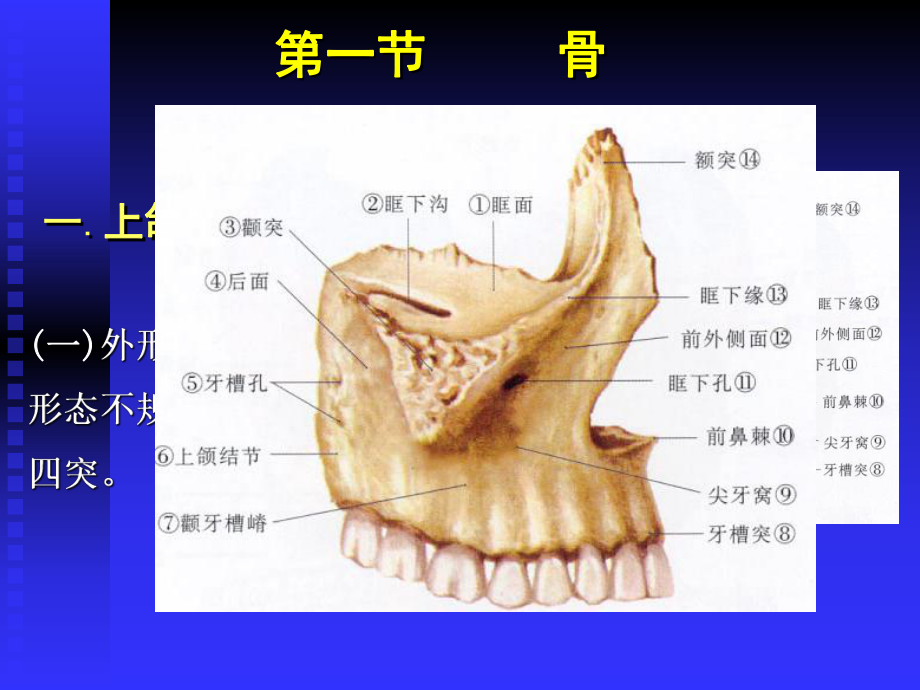 口腔颌骨解剖教材课件.ppt_第2页