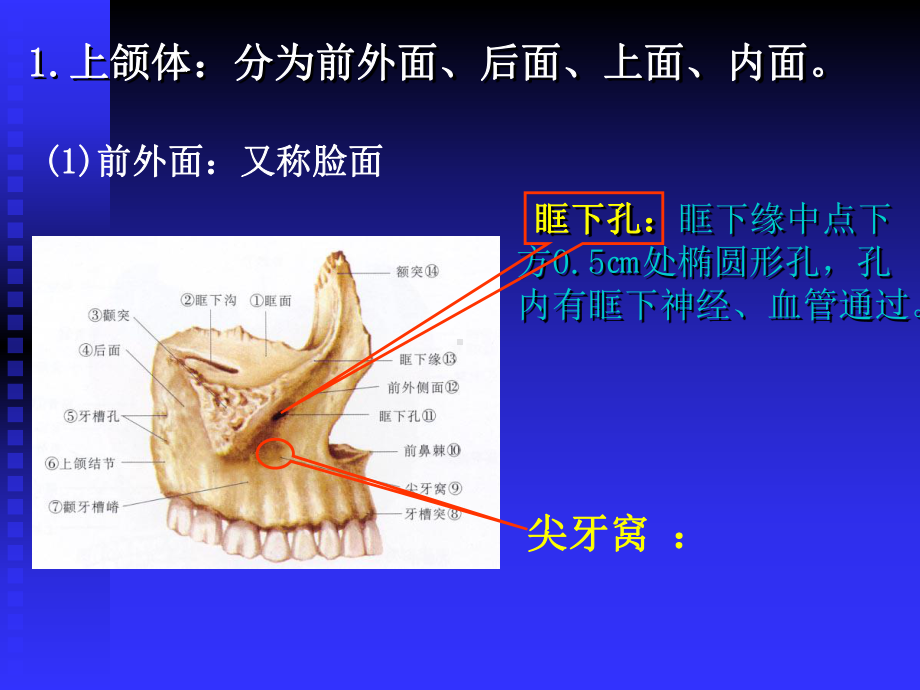 口腔颌骨解剖教材课件.ppt_第3页