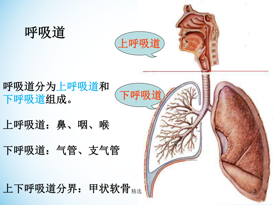 呼吸系统生理解剖课件.ppt_第3页