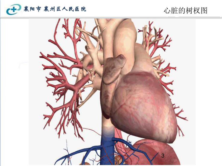 冠状动脉解剖以及在影像中的表现课件.ppt_第3页