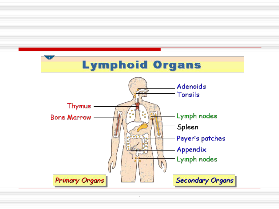 免疫器官课件.ppt_第3页
