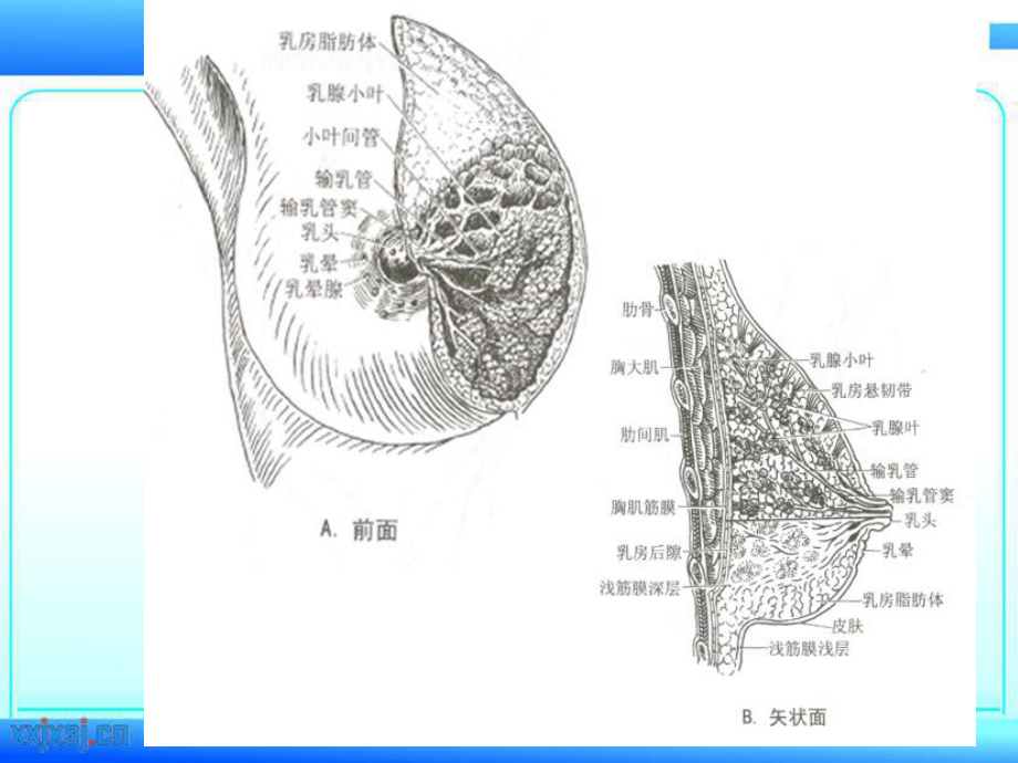 乳腺疾病的超声诊断课件-2.ppt_第3页