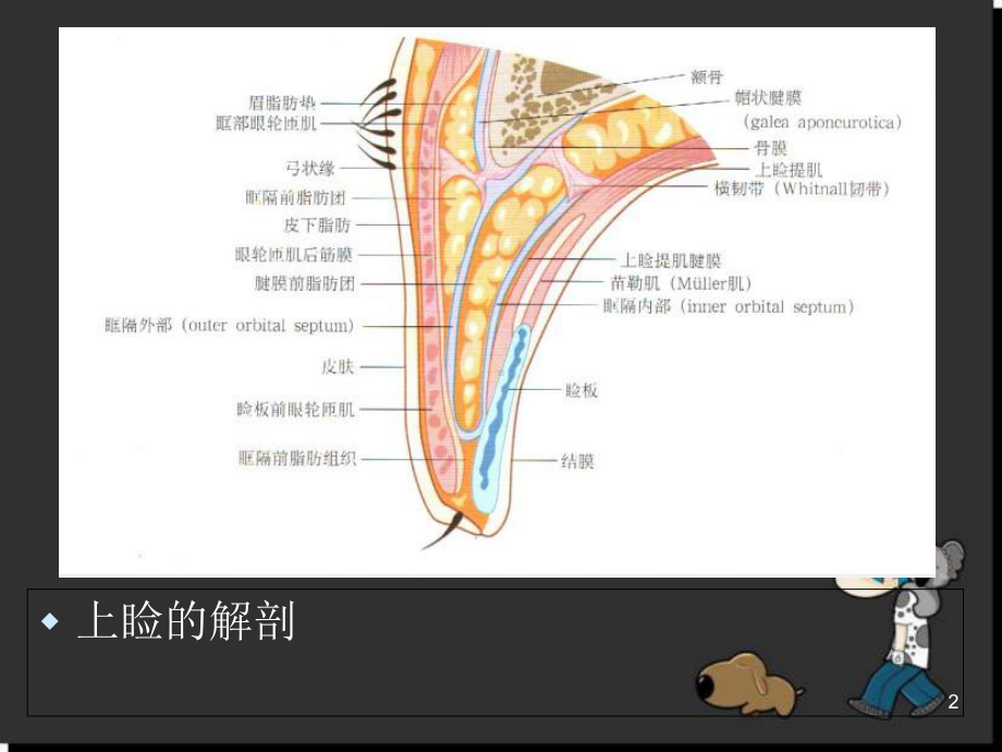 医学课件-眼睑解剖课件.ppt_第2页