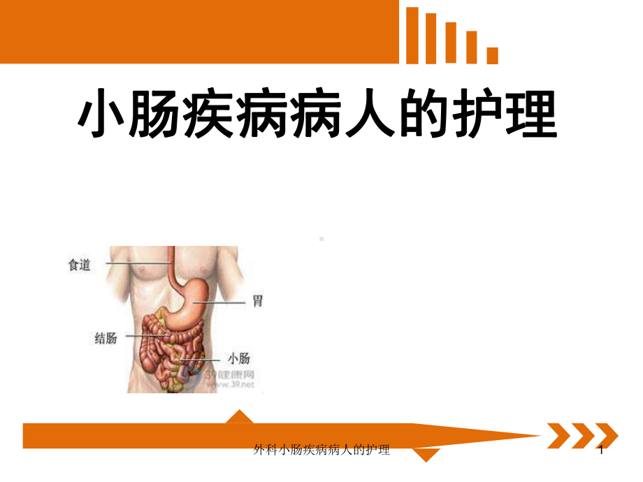 外科小肠疾病病人的护理课件.ppt_第1页