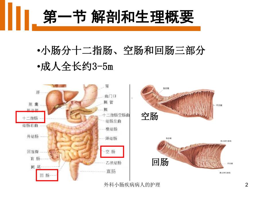 外科小肠疾病病人的护理课件.ppt_第2页