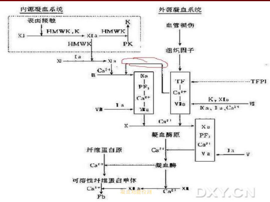 凝血功能检测培训课件.ppt_第3页