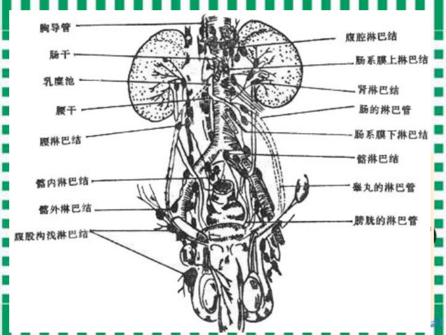 医学肠系膜淋巴结炎专题培训课件.ppt_第3页