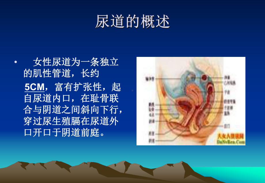 会阴与尿管护理课件.ppt_第3页