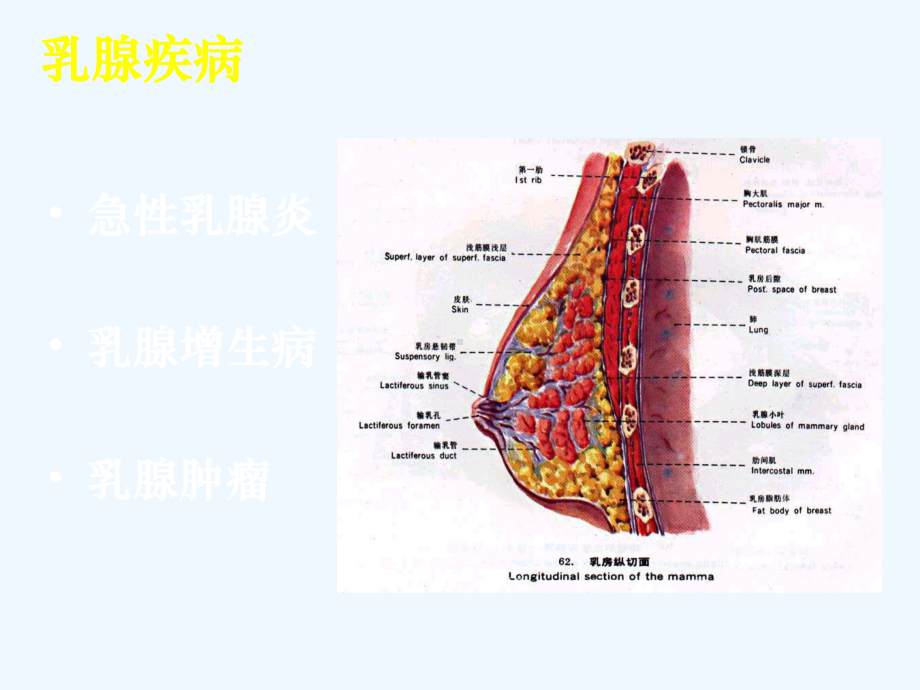 乳腺外科护理课件.ppt_第1页