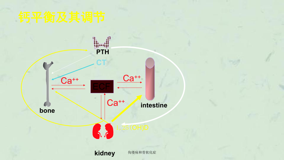 佝偻病和骨软化症课件.ppt_第3页