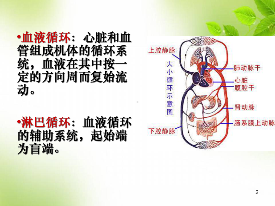 医学课件-循环系统(解剖结构)课件.ppt_第2页