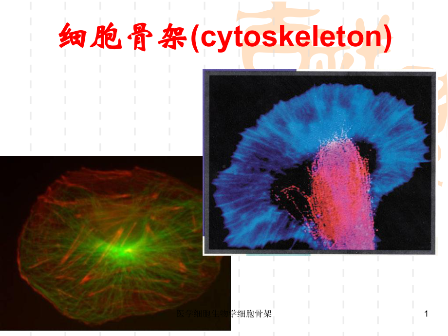 医学细胞生物学细胞骨架课件.ppt_第1页