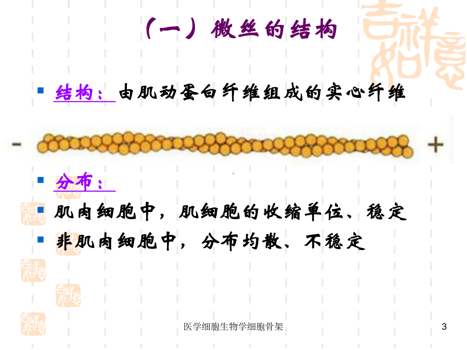 医学细胞生物学细胞骨架课件.ppt_第3页