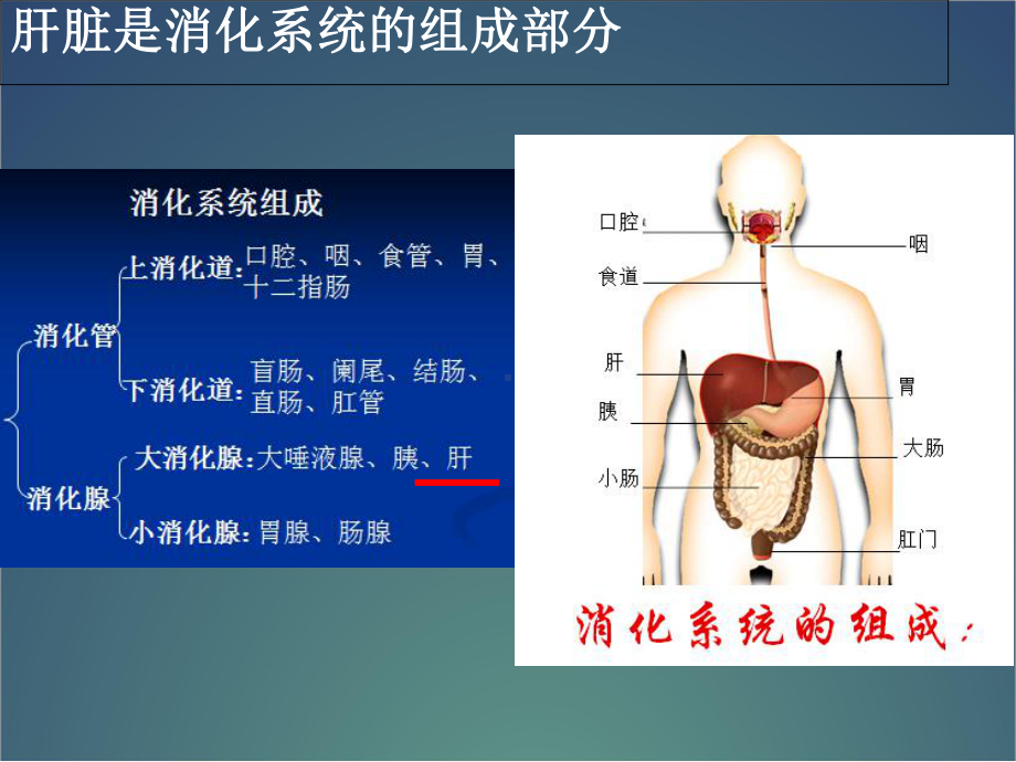 医学课件-肝脏的基本解剖及分段(修改)课件.ppt_第3页