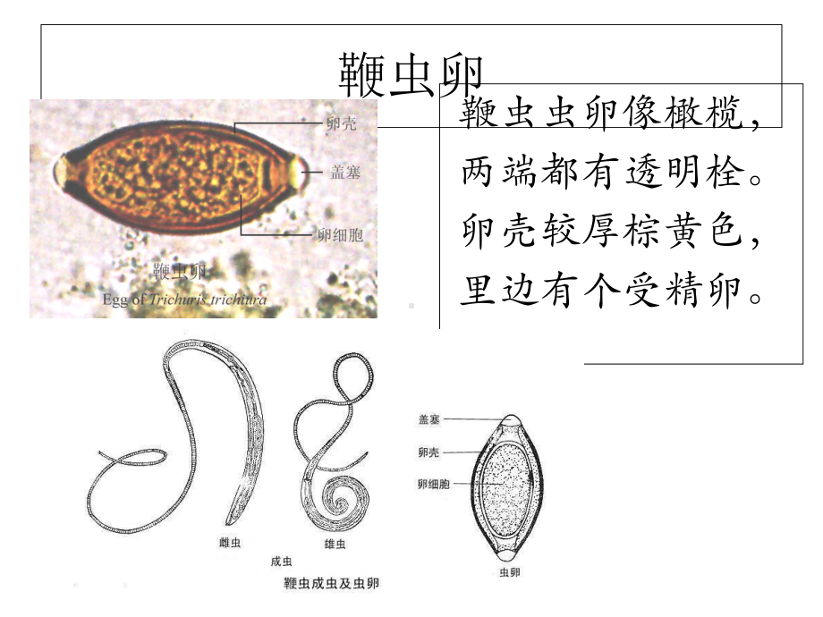 寄生虫学虫卵总结和图片课件.ppt_第1页