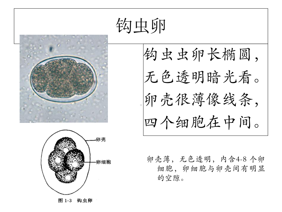 寄生虫学虫卵总结和图片课件.ppt_第2页