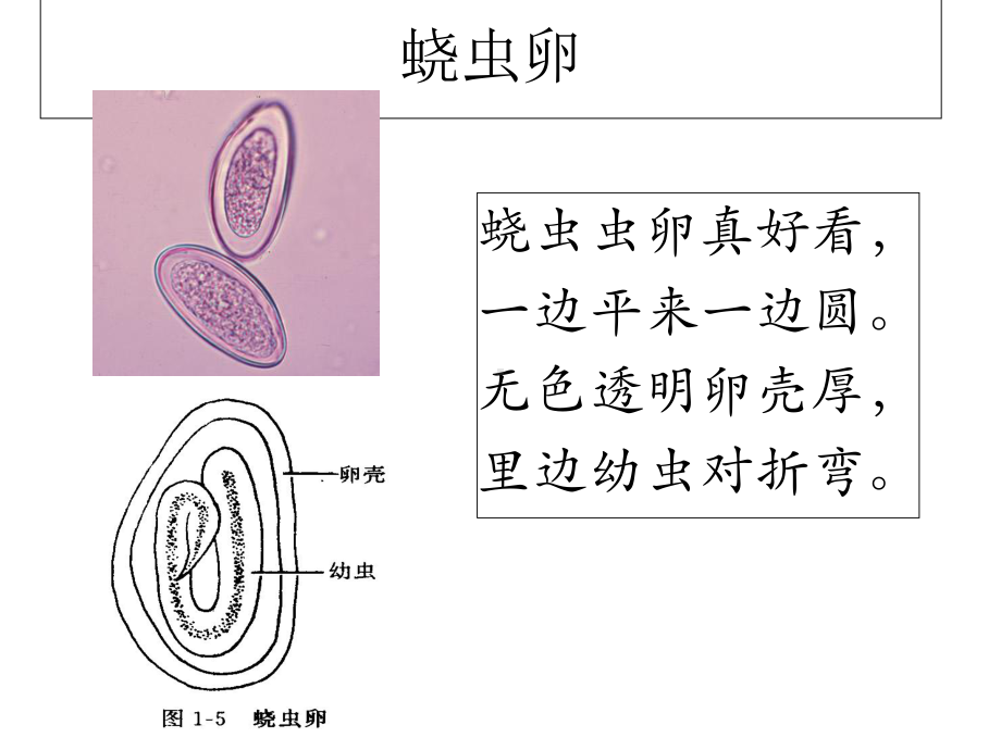 寄生虫学虫卵总结和图片课件.ppt_第3页