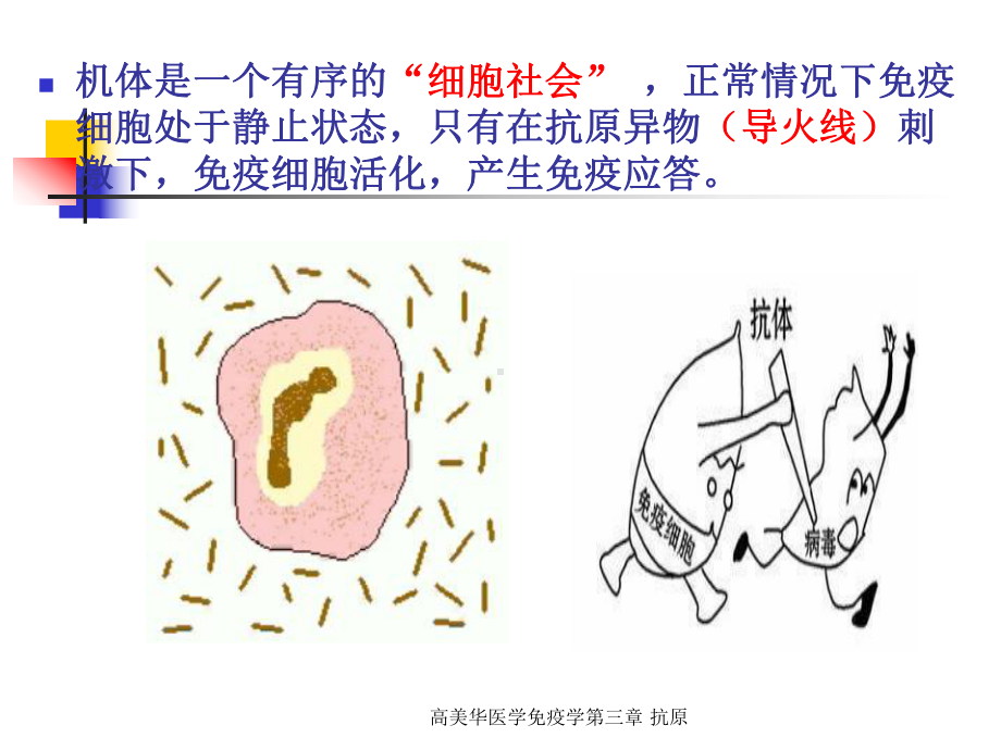 医学免疫学第三章-抗原课件.ppt_第3页