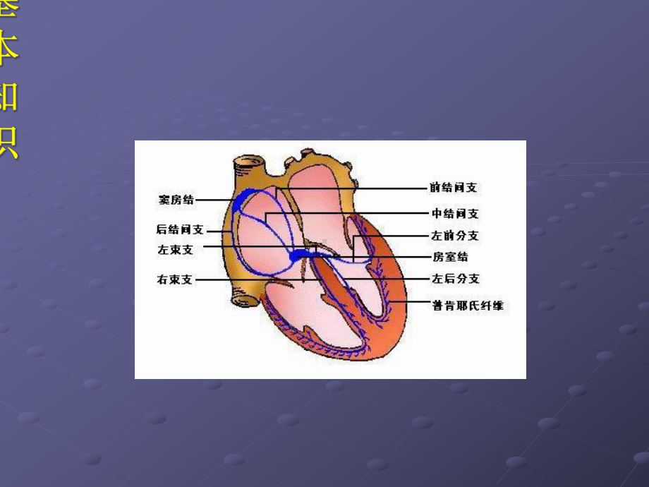 十二种心律失常-课件.ppt_第3页