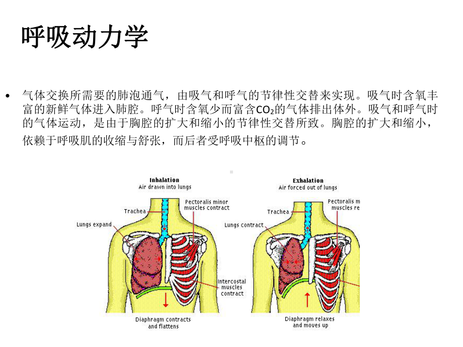 呼吸机小讲课课件.ppt_第3页