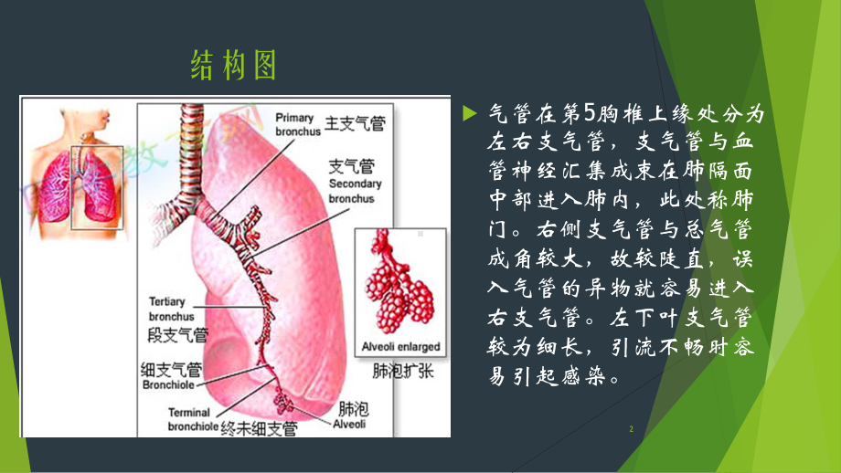 听诊呼吸音课件.pptx_第2页