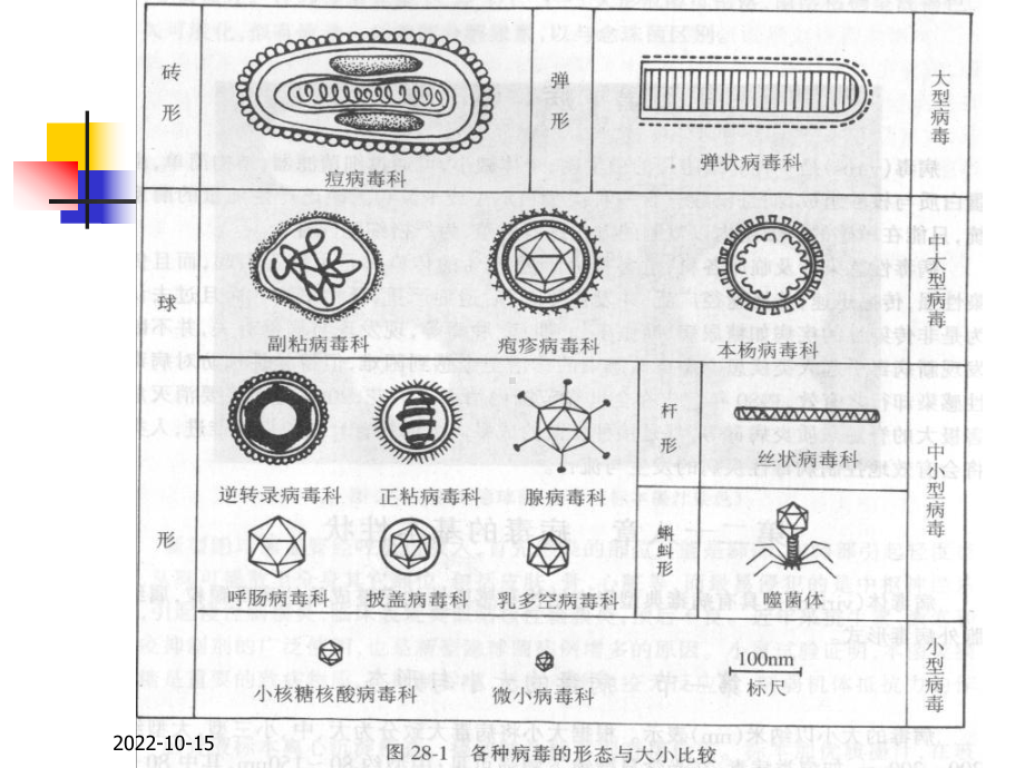 医学微生物学课件第20章病毒的基本性状.ppt_第3页