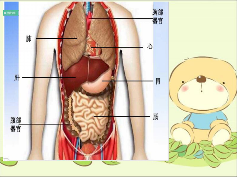 医学课件-呵护我们的身体课件.ppt_第1页