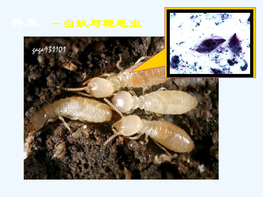 人体寄生虫概述课件.ppt_第3页