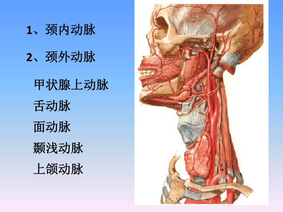 口腔颌面颈部系统解剖动脉课件.pptx_第3页