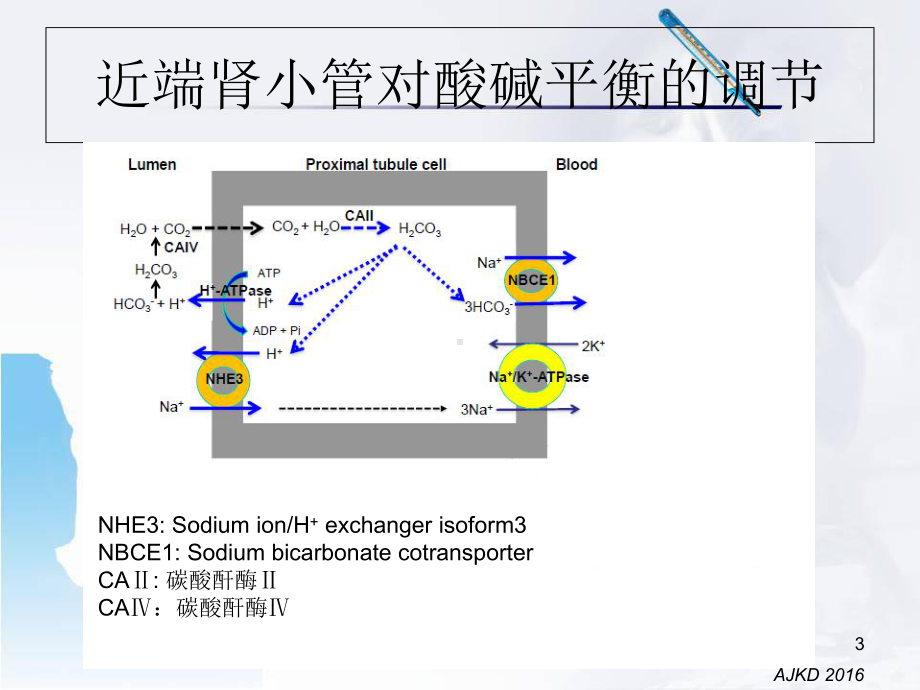 医学课件-肾小管酸中毒的诊断课件.ppt_第3页