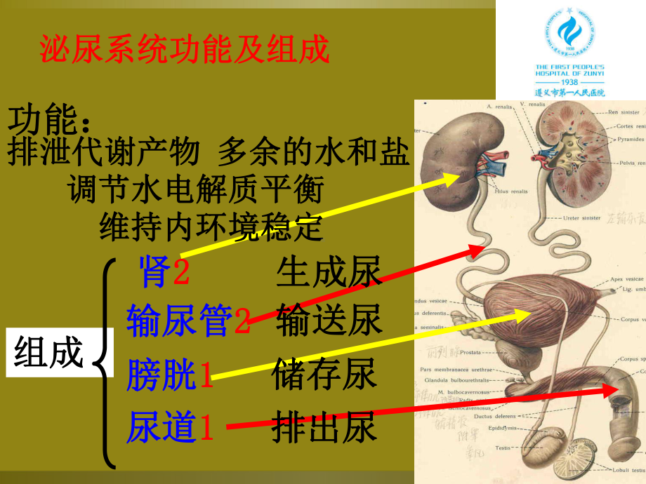 医学肾脏解剖组织结构培训课件.ppt_第3页